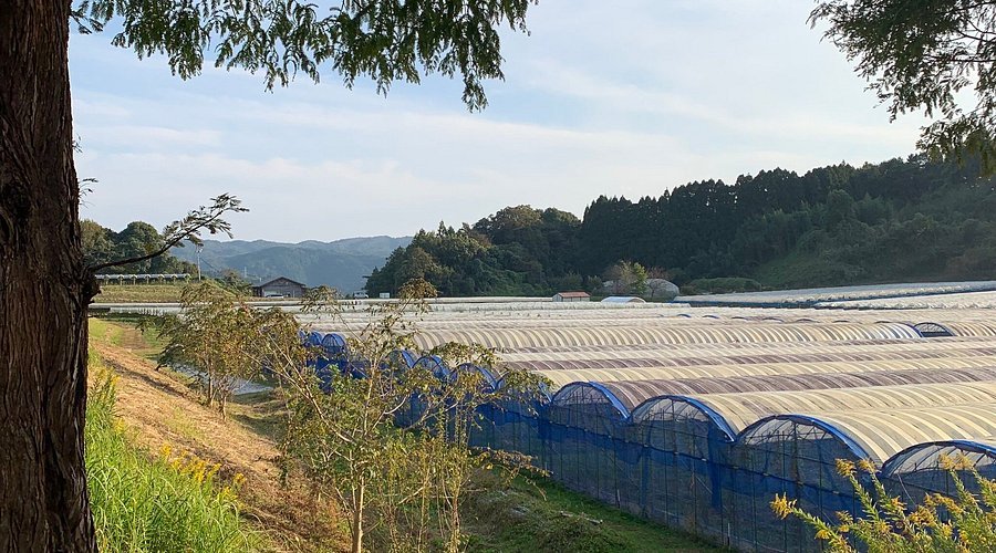 🍇 오쿠이즈모 포도원(오쿠이즈모 부도엔) 이미지 5